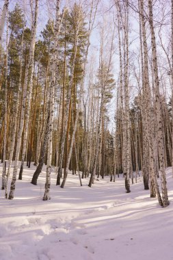 Kış huş ağacı ahşap