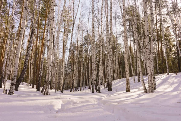 Madera de abedul invierno — Foto de Stock