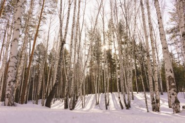 Kış huş ağacı ahşap