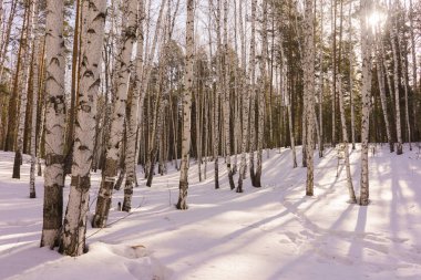 Kış huş ağacı ahşap