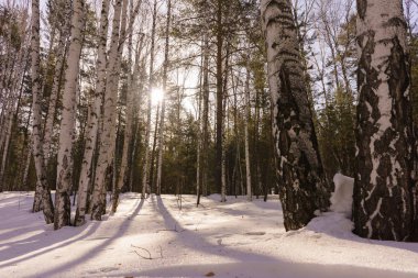 Kış huş ağacı ahşap