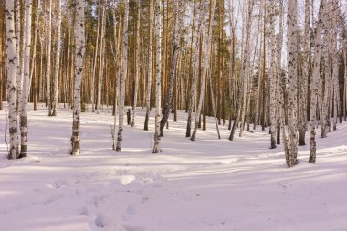 Kış huş ağacı ahşap