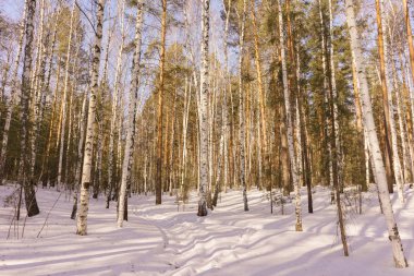 Kış huş ağacı ahşap