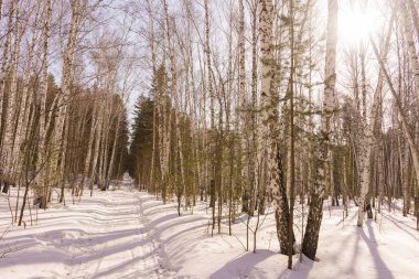Kış huş ağacı ahşap
