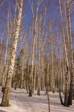 Kış huş ağacı ahşap