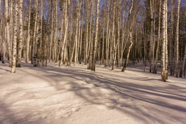 Kış huş ağacı ahşap