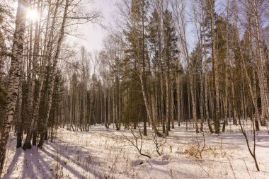 Kış huş ağacı ahşap