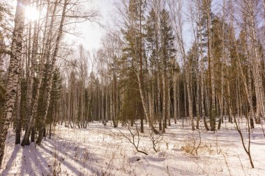 Kış huş ağacı ahşap