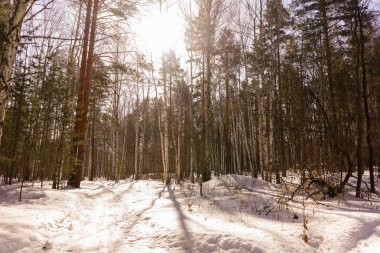 Kış huş ağacı ahşap