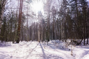 Kış huş ağacı ahşap