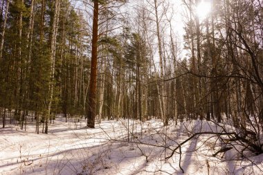 Kış huş ağacı ahşap