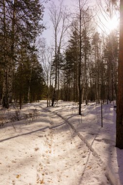Kış huş ağacı ahşap
