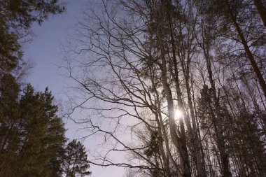 Kış huş ağacı ahşap