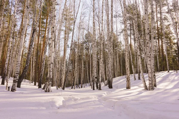 Madera de abedul invierno — Foto de Stock