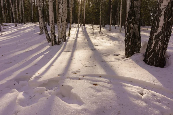 Winter Birch Wood — Stock Photo, Image