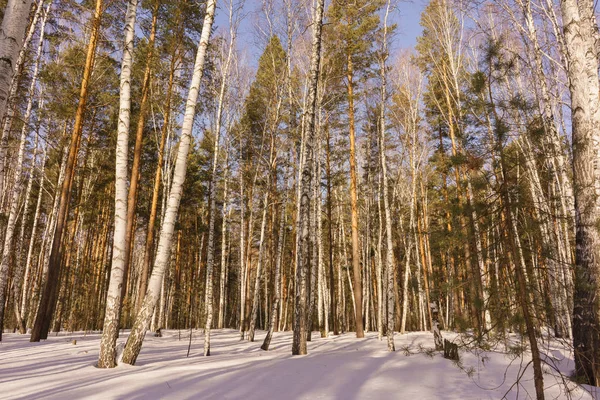 冬季白桦林 — 图库照片