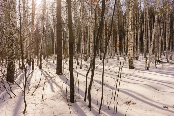 겨울 자작나무 나무 — 스톡 사진