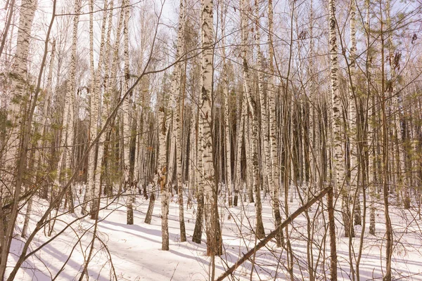 Winterbirkenholz — Stockfoto