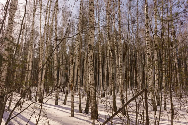 Kış huş ağacı ahşap — Stok fotoğraf