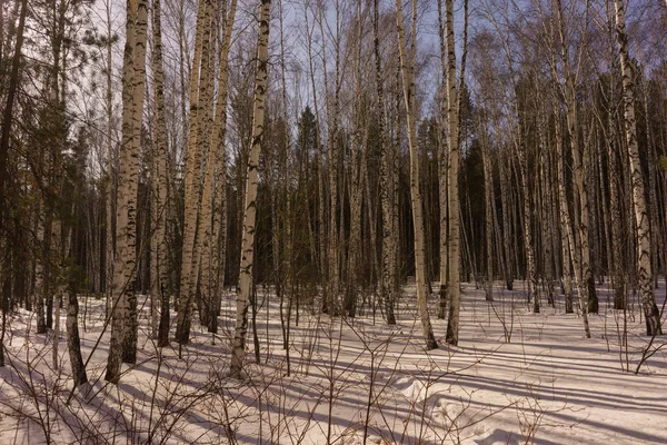 Legno di betulla invernale — Foto Stock