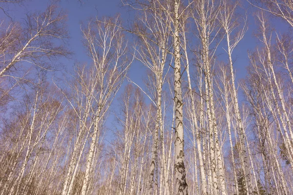 겨울 자작나무 나무 — 스톡 사진