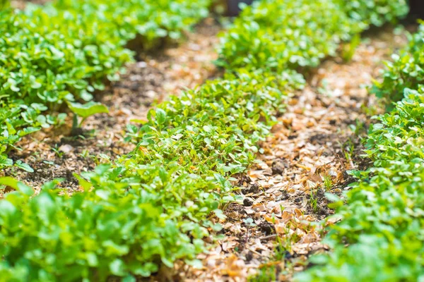 Gartenbeet Nahaufnahme — Stockfoto