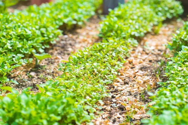 Gartenbeet Nahaufnahme — Stockfoto