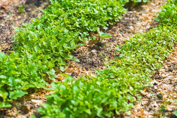 Cama de jardín Primer plano — Foto de Stock