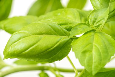 Tatlı taze fesleğen bitki yaprakları