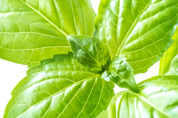 Fresh Basil Herb Leaves Closeup — Stock Photo, Image