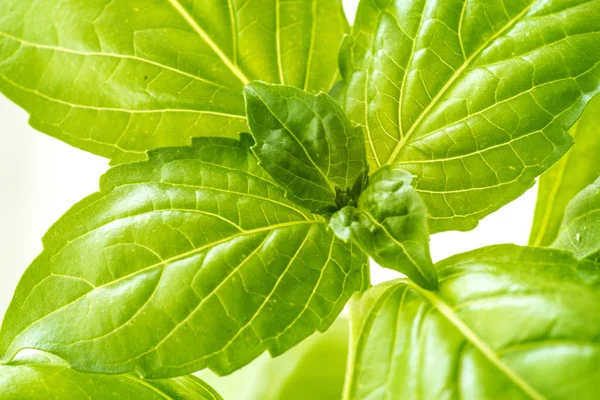 Folhas de manjericão fresco erva closeup — Fotografia de Stock