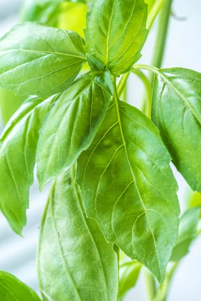 Herbal kemangi segar daun closeup — Stok Foto
