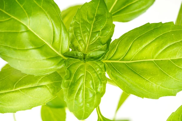 Fresh Basil Herb Leaves Closeup — Stock Photo, Image