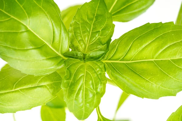 Fresh Basil Herb Leaves Closeup — Stock Photo, Image