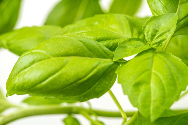 Fresh Basil Herb Leaves Closeup — Stock Photo, Image