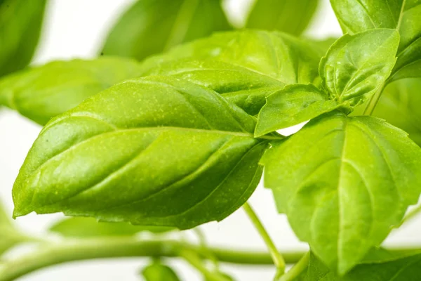 Herbal kemangi segar daun closeup — Stok Foto