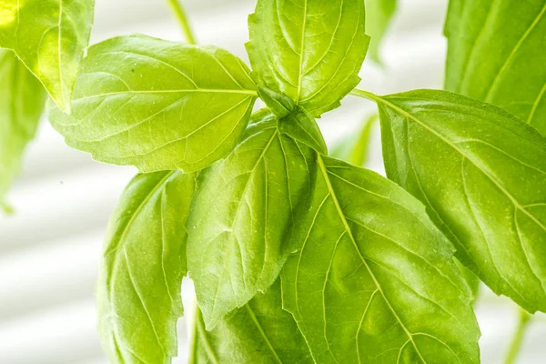 Fresh Basil Herb Leaves Closeup — Stock Photo, Image