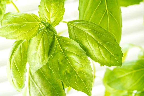 Fresh Basil Herb Leaves Closeup — Stock Photo, Image