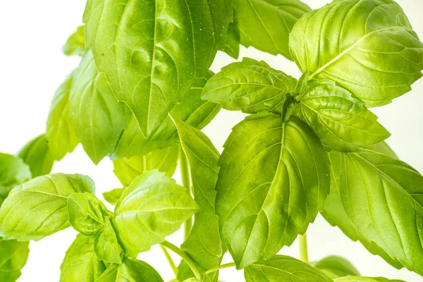 Fresh Basil Herb Leaves Closeup — Stock Photo, Image