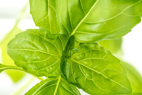 Fresh Basil Herb Leaves Closeup — Stock Photo, Image