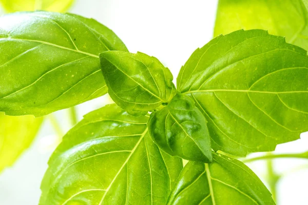 Fresh Basil Herb Leaves Closeup — Stock Photo, Image