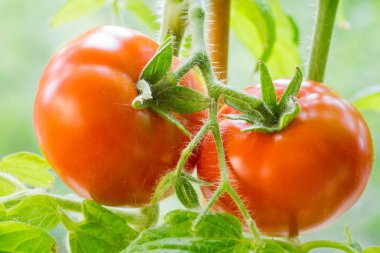 Closeup büyüyen olgun domates