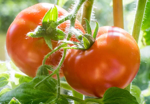 Dojrzałe pomidory rosnące zbliżenie — Zdjęcie stockowe