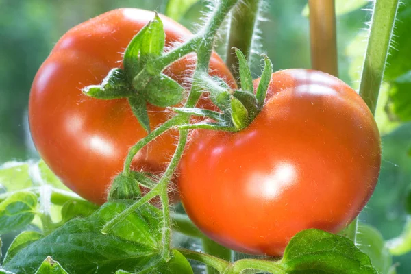 Tomates maduros Crescendo Closeup — Fotografia de Stock