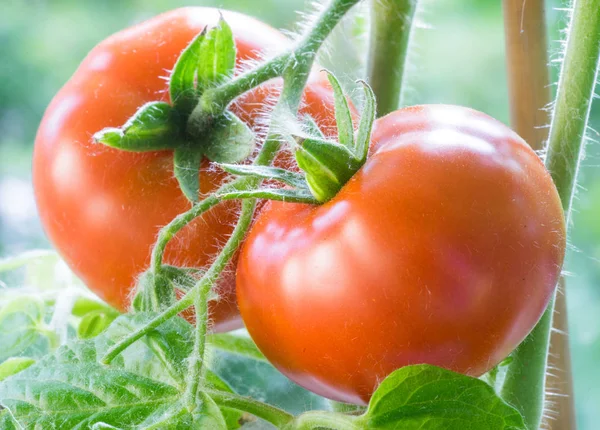 Rijpe tomaten groeien Closeup — Stockfoto