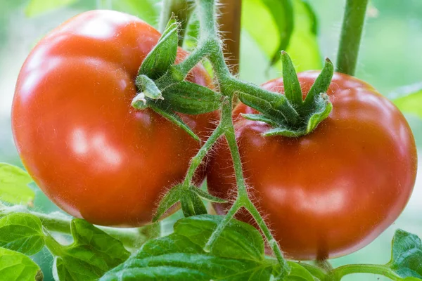 잘 익은 토마토를 성장 하는 근접 촬영 — 스톡 사진