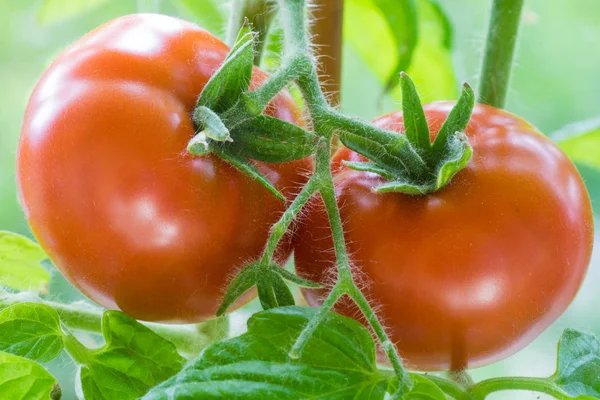 Tomates maduros Crescendo Closeup — Fotografia de Stock