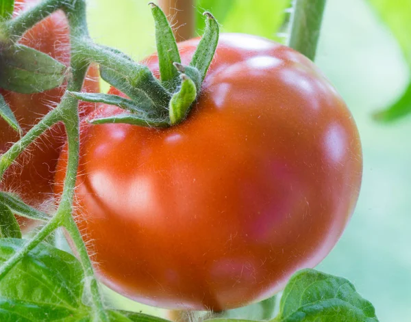 Tomates mûres en croissance Gros plan — Photo