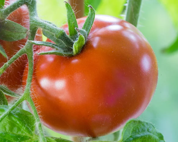 Tomates maduros Crescendo Closeup — Fotografia de Stock