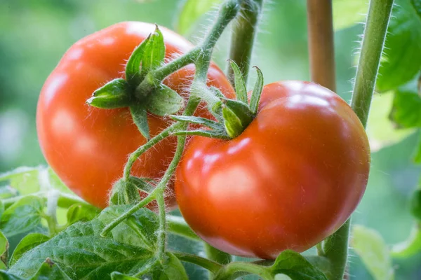 Tomates maduros Crescendo Closeup — Fotografia de Stock